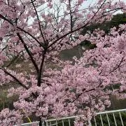 りこの画像