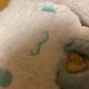 こ　プロフ必須の画像