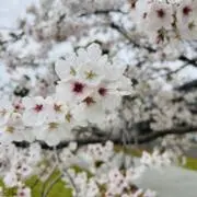 annjiiの画像