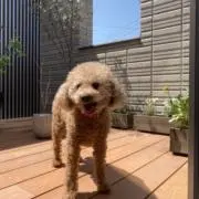 パピやんの画像