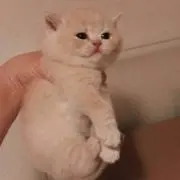 よしおの画像