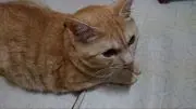 ニャンコLOVE(=^・^=)の画像