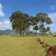 モアナの画像