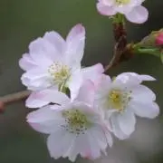 ☆トウトウ ☆ 売り切れ希望の画像