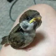 アドレスv125G用シート＆キジマ縦型バックレストカバー しじみシート