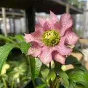 Wendyの画像