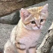 チャコユウママ　プロフィール一読下さいの画像
