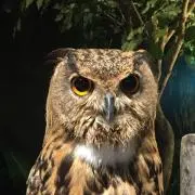ごーごーまんなか
