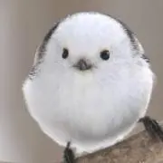 さとみんの画像