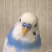 マミコ