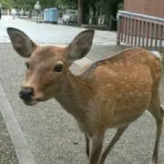 きみぃの画像