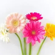 ゆっきーの画像