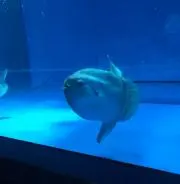 まるこの画像