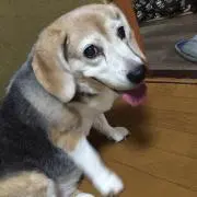 のり