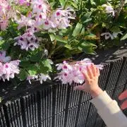 Flower Spring