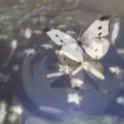 あいりの画像