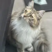 猫がいます