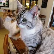 ねの画像