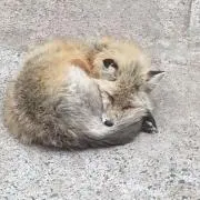 ユウの画像