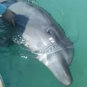 AAAの画像