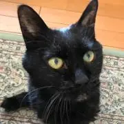 GattoNeroの画像