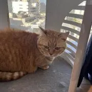 にゃんの画像