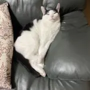 猫侍の画像