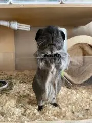 マルガリタの画像