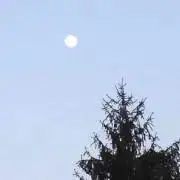 みかんの画像