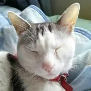 ゆり＊の画像