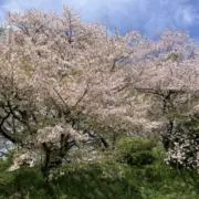 春色の画像
