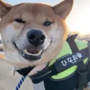 ひなおᰔᩚの画像