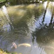 Yの画像
