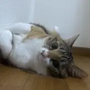 のんの画像