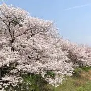 なっちゃんの画像