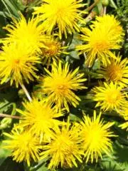SUNSHINE