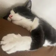 たこの