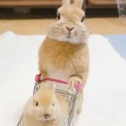 まーの画像