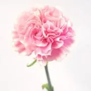 うにの画像
