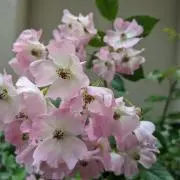 yooryの画像