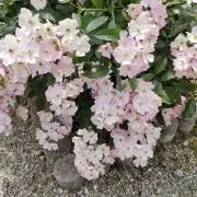 ゆうの画像