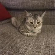 るしふぁあの画像