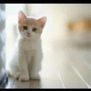 sugarの画像