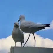 Noelの画像