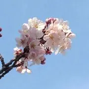 かく
