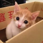 Sweetkunの画像