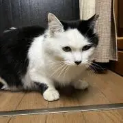 ミーシャの画像