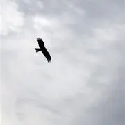 チャーリーの画像