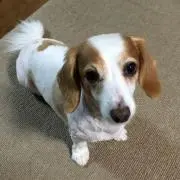 ポポロン
