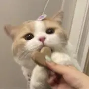 六条